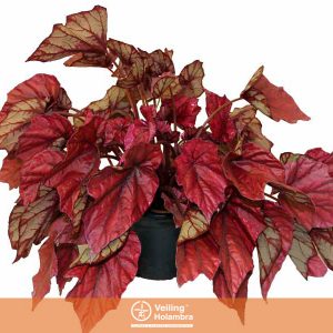 BEGONIA BELEAF P15