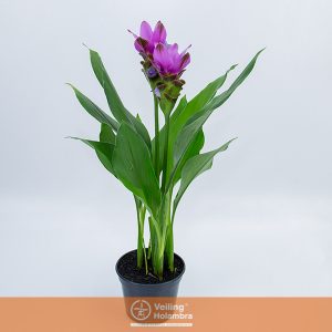 CURCUMA SIAM SHADOW P15