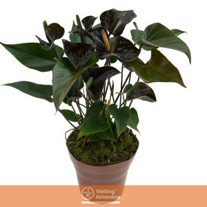 ANTHURIUM BLACK LOVE P15