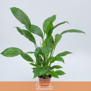 SPATHIPHYLLUM COMPACTO P19 SEM FLOR