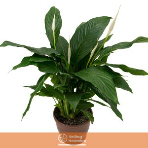 SPATHIPHYLLUM COMPACTO P19 MIN 3 HT COM FLOR