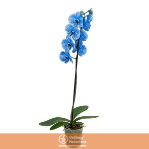 PHALAENOPSIS P12 TINGIDA AZUL