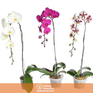 PHALAENOPSIS CASCATA P15 MIN 11 FLS