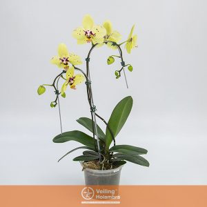 PHALAENOPSIS CASCATA P15 2 HT TRABALHADA