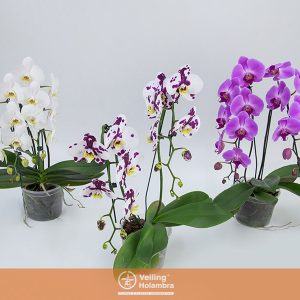 PHALAENOPSIS CASCATA P15 2 HT