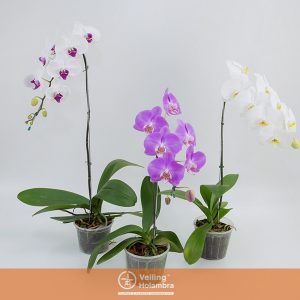 PHALAENOPSIS CASCATA P15