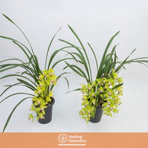 CYMBIDIUM CASCADE VARIADO P18