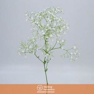 GYPSOPHILA DYNAMIC LOVE 070 CM MIN 250 GRAMAS