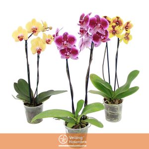 PHALAENOPSIS ESPECIAL P15 2 HT