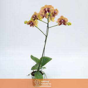 PHALAENOPSIS ESPECIAL P15 PERFILHADA