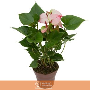 ANTHURIUM PRINCE AMALIA ELEGANCE P15