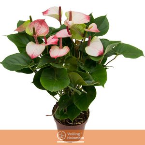 ANTHURIUM PRINCE AMALIA ELEGANCE P19