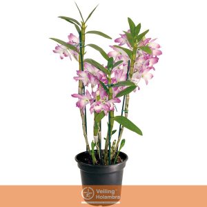 DENDROBIUM P12 PREMIUM