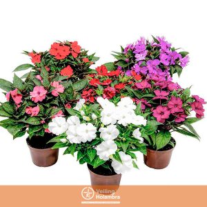 SUNPATIENS P11