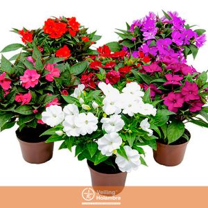 SUNPATIENS P13