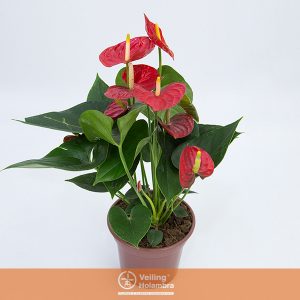 ANTHURIUM RED WINNER P15