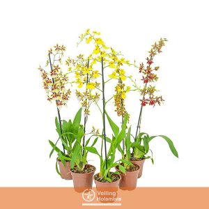 ONCIDIUM VARIADO P15