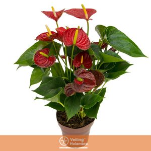 ANTHURIUM RED SUCCESS P15