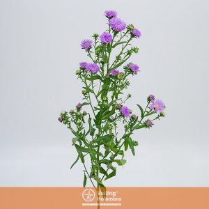 ASTER MARAVILHA PLUS 060 CM MIN 20 GRAMAS