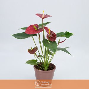 ANTHURIUM EDISON P15