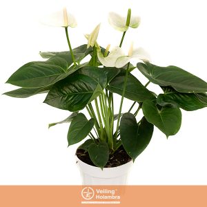 ANTHURIUM SIERRA WHITE P15