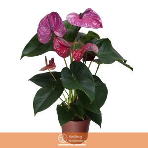 ANTHURIUM UTAH P17