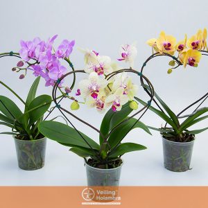 PHALAENOPSIS CORACAO P15