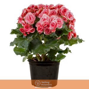 BEGONIA BORIAS P15