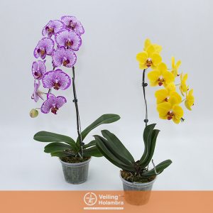 PHALAENOPSIS CASCATA ESPECIAL P15 MIN 5 FLS