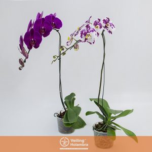 PHALAENOPSIS CASCATA ESPECIAL P15 MIN 11 FLS