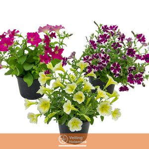 SUPERCAL PETUNIA HYBRIDA P15