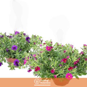 SUPERCAL PETUNIA HYBRIDA C21