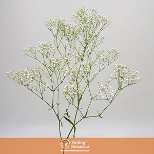 GYPSOPHILA PANICULATA PEARLS BLOSSOM 060 CM MIN 250 GRAMAS