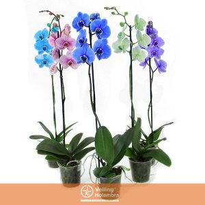 PHALAENOPSIS MULTICOLOR P12