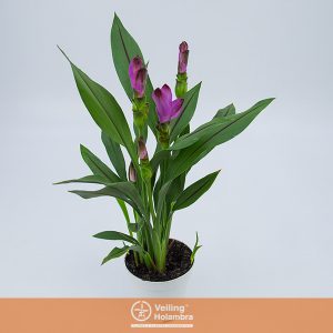 CURCUMA SIAM SPLASH P12