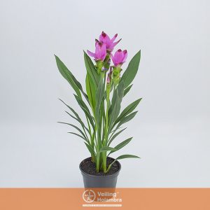 CURCUMA SIAM SPLASH P15