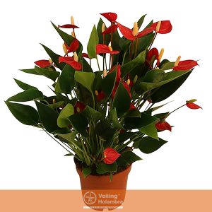 ANTHURIUM MINI MILLION FLOWERS P09 VERMELHO