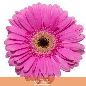 GERBERA DREAMER >10 CM DIAM >050 CM PINK