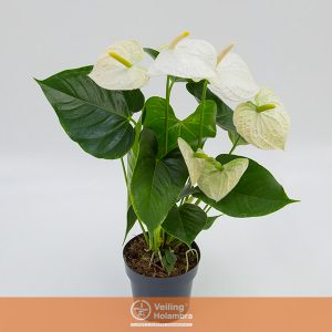 ANTHURIUM MONTANA P17 BRANCO