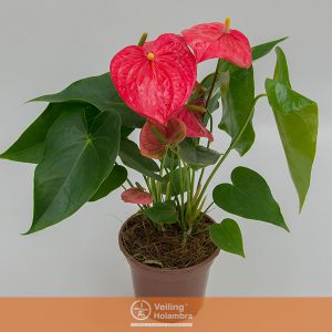 ANTHURIUM CALIFORNIA P15 ROSA