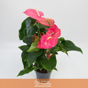 ANTHURIUM CALIFORNIA P17 ROSA