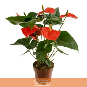 ANTHURIUM NEBRASKA P17 LARANJA