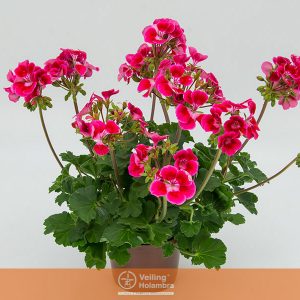 PELARGONIUM P13