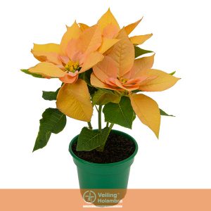 POINSETTIA AUTUMN LEAVES P11 AMARELO