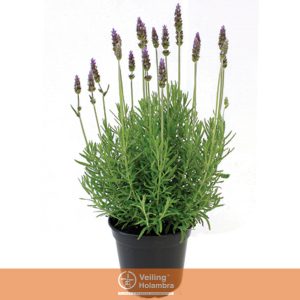 LAVANDULA ANGUSTIFOLIA P15