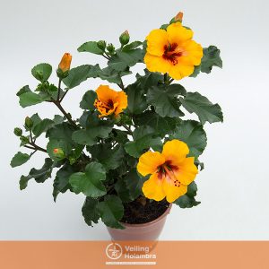 HIBISQS PETIT P13 LARANJA