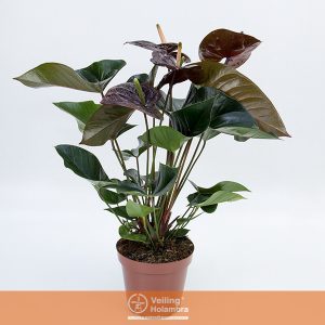 ANTHURIUM GIANT CHOCOLATE P19 CHOCOLATE