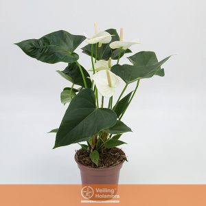 ANTHURIUM WHITE WINNER P15 BRANCO