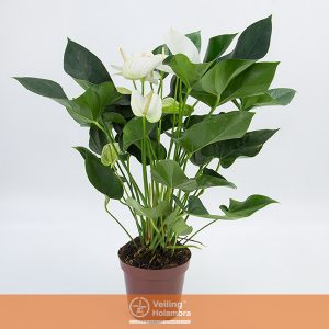 ANTHURIUM WHITE WINNER P19 BRANCO