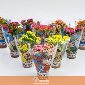 KALANCHOE MINI E KALANCHOE DOBRADO MINI MIX DECORADO P06 (EMBALAGEM PERSONALIZADA)